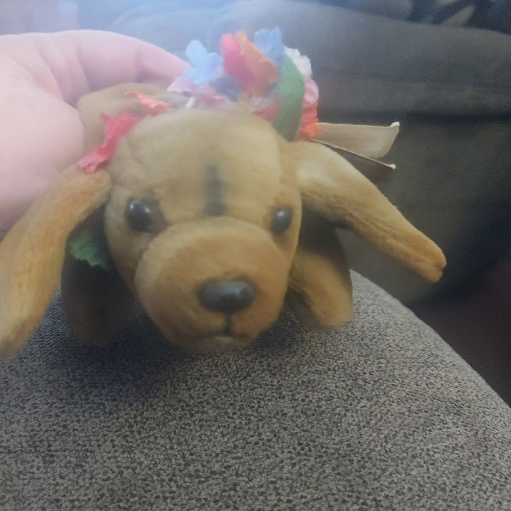 Beeanie Dog
